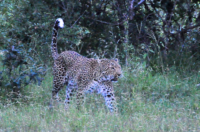 Melanie Heinrich - travel images - Lion Sands Private game reserver Hazyview